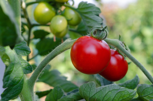 Promotes Skin Health, Digestive Health And Reduces Weight