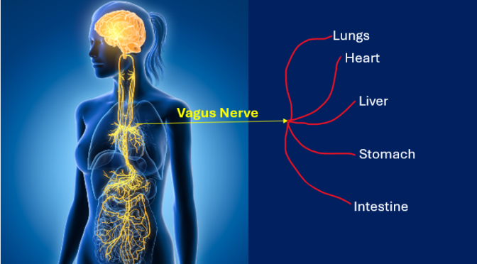 Emotional Well Being, Organ Health And Healing Influenced By Vagus Nerve