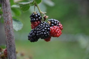 Health benefits of mulberry