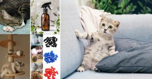 Stop cats scratching