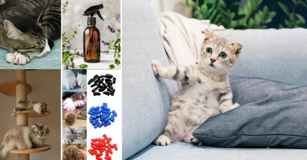 Stop cats scratching