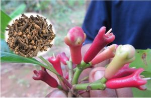 Clove home remedies