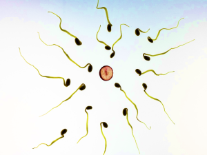 Genetics, Fertility And Conception