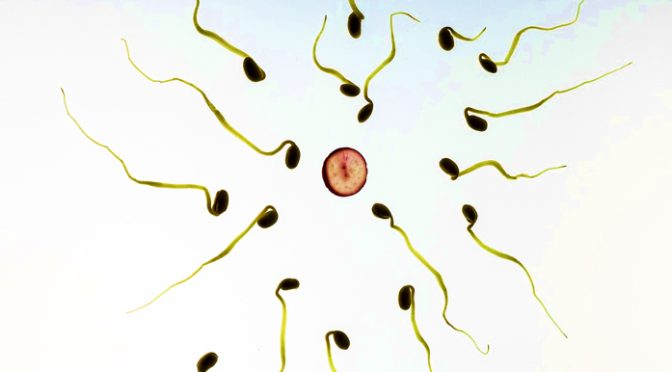 Genetics, Fertility And Conception