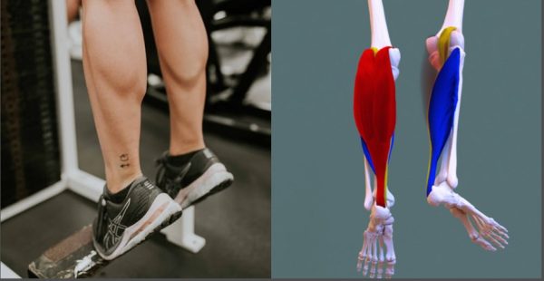 Soleus muscle pushup