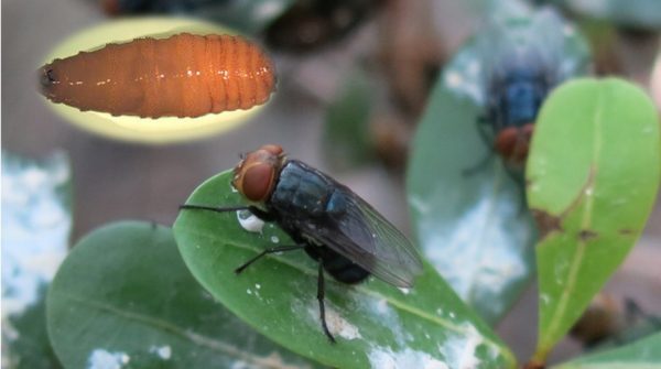 Screwworm infection