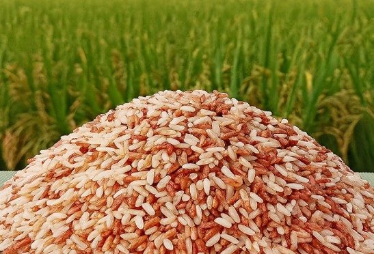 Rajamudi red rice