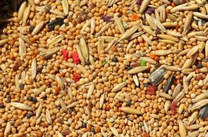 Embracing Ancient Grains For Better Lifestyle